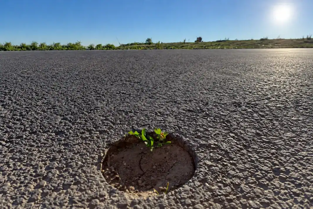 Plantă mică crescând printr-o gaură decupată în asfalt, cu câmp verde în depărtare